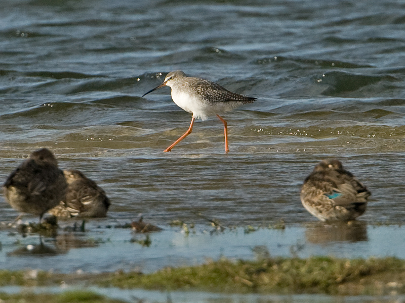 Tringa erythropus Spotted Redshank Zwarte Ruiter